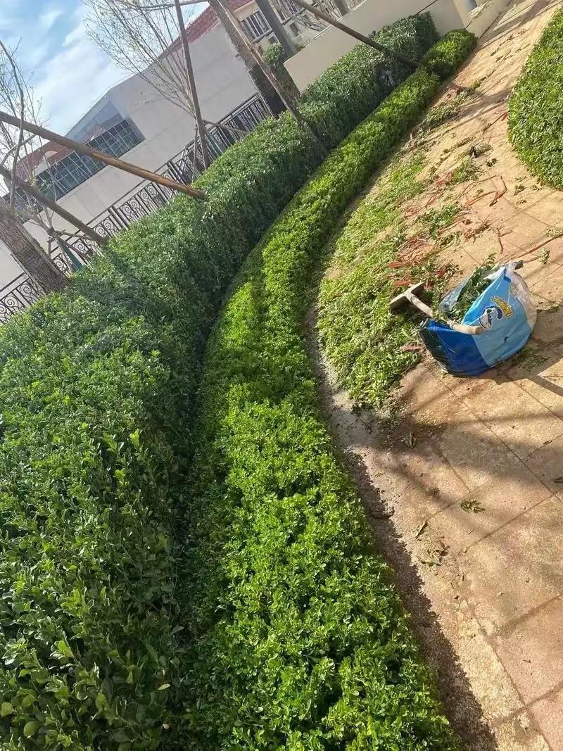 綠化工程（chéng）8
