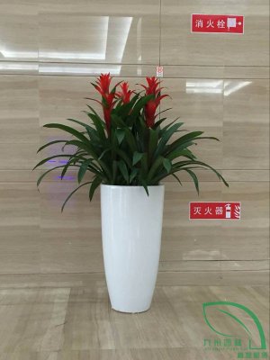 三拚鳳梨組
