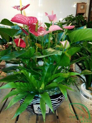 紅粉掌（zhǎng）組1