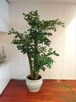 富（fù）貴樹 (2)
