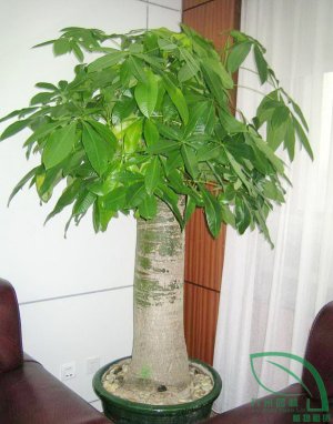 大單杆發財樹