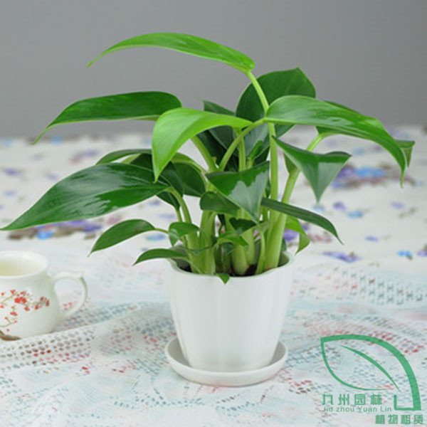 金鑽2