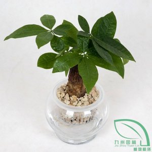 發（fā）財樹1
