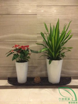 金（jīn）心鐵紅（hóng）掌（zhǎng）組