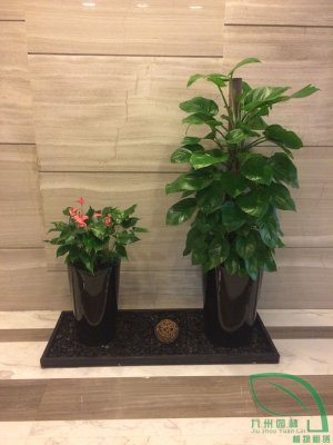 綠蘿（luó）粉掌組